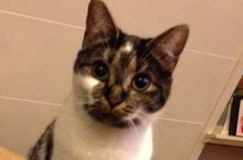 爱猫养的了一年多 才发现可爱的爱心图案
