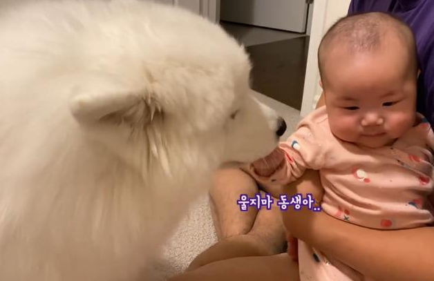 女主人生了孩子,告诉大白狗是“弟弟”,结果被它暖到了 女主人生了孩子,告诉大白狗是“弟弟”,结果被它暖到了