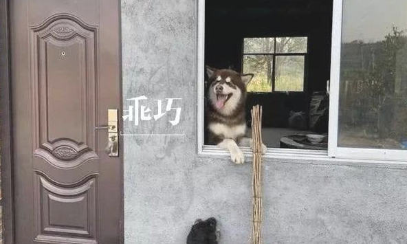 主人让阿拉斯加到农村耕地,牛:我的工作竟被一只雪橇犬抢了? 主人让阿拉斯加到农村耕地,牛:我的工作竟被一只雪橇犬抢了?
