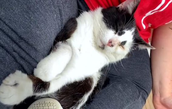 那只每天守在好心人窗外，偷看家猫的流浪猫，终于等到爱它的人了