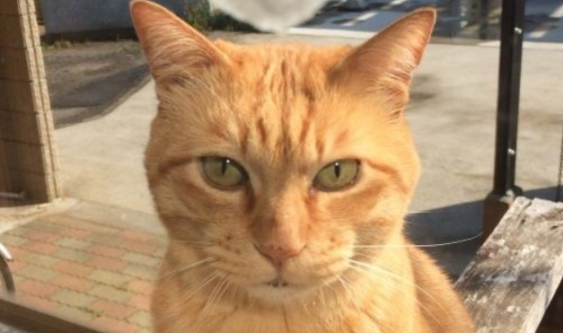 街猫橘橘爱上家猫 窗前互动郎有情妹有意