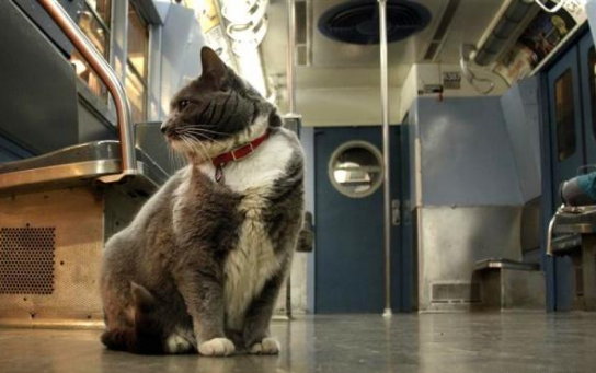 流浪猫变身地铁站安检员，工作态度超负责，只要工资小鱼干