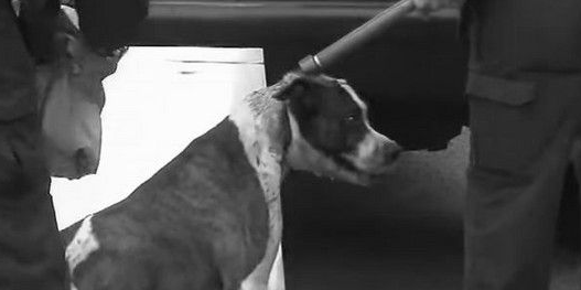 帮比特犬穿毛衣 一家三口都被比特犬咬伤 帮比特犬穿毛衣 一家三口都被比特犬咬伤