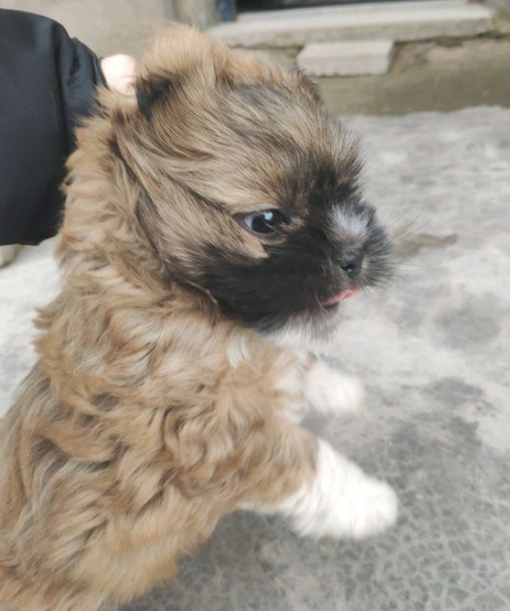 路人捡到流浪犬养两天又丢在原处,女生抱回家把它当做宝 路人捡到流浪犬养两天又丢在原处,女生抱回家把它当做宝