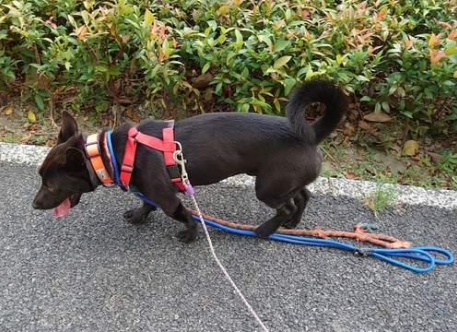 狗狗身上为何戴4条绳子,主人道出原因:太爱它! 狗狗身上为何戴4条绳子,主人道出原因:太爱它!