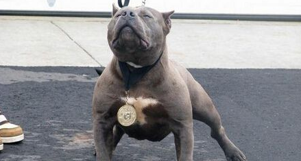 纽约街头斗牛犬咬伤多人 警察到场直接击毙