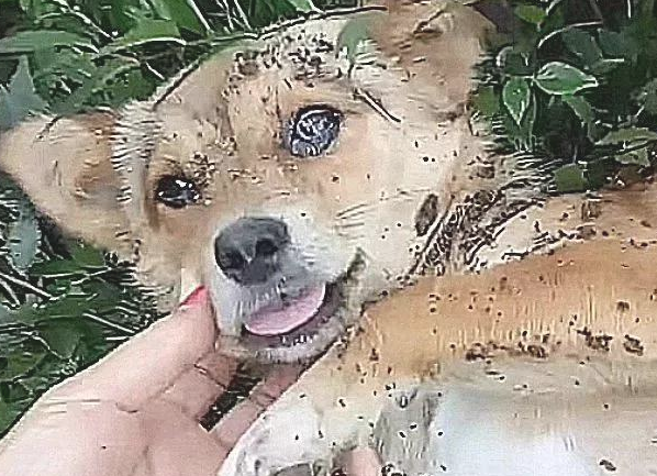 土狗了解自身快死了，赶快出走，主人寻找它后，一脸心痛