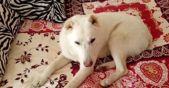 丈夫夺走宠物犬又丢弃,原主人家超越2000千米,还要带它回家了 丈夫夺走宠物犬又丢弃,原主人家超越2000千米,还要带它回家了