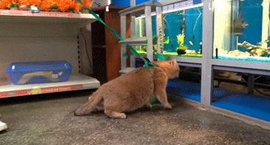 主人带橘猫逛超市，最后它居然睡着了 