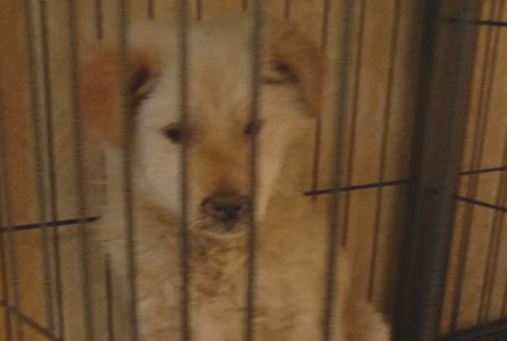 大街上巧遇只流浪犬，总感觉它有哪些心思，送去查验后女生心都凉了
