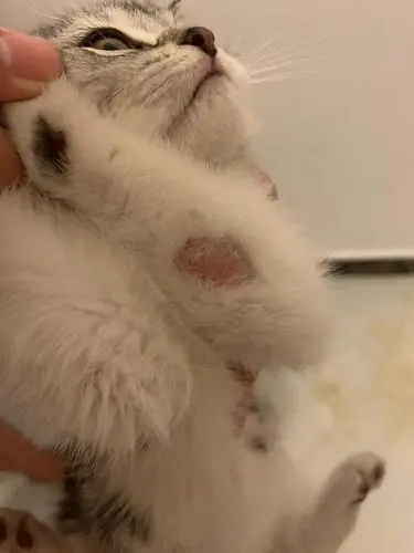 猫患上了猫藓该怎么治疗