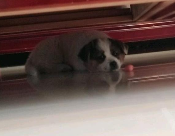 路人嫌流浪犬要紧绝情将其踢开,见到狗狗的目光,女生心都碎了
