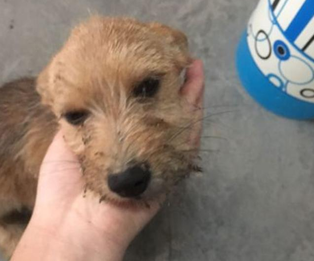 流浪犬嫌的身上脏害怕挨近路人,见到它听话的模样,女生红了眼圈 流浪犬嫌的身上脏害怕挨近路人,见到它听话的模样,女生红了眼圈