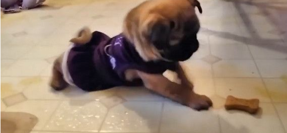 世界上最遥远的距离 巴哥犬伸手却碰不到骨头