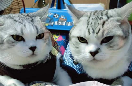 真的不是复制粘贴？那些长得一模一样的猫咪，真是傻傻分不清楚！