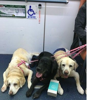 三黄金猎犬友善公交体验 乘车好奇摸摸抢合照 三黄金猎犬友善公交体验 乘车好奇摸摸抢合照