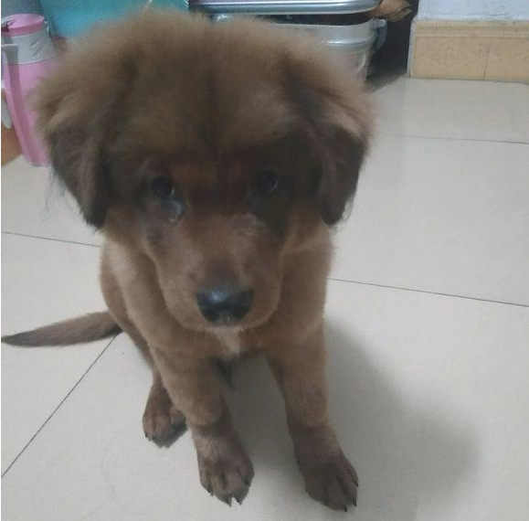 流浪犬被邻居丢在门口，它却不甘心离去，了解缘故女生心痛坏掉