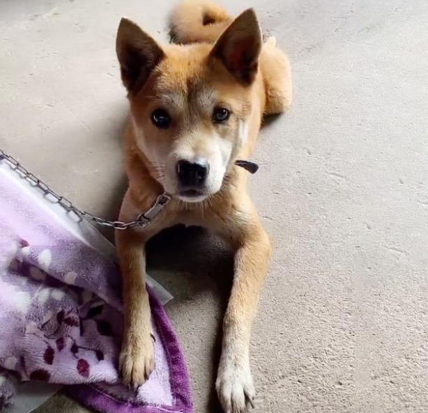 形似柴犬的大黄狗遭遗弃,流浪街头苦等主人归来 形似柴犬的大黄狗遭遗弃,流浪街头苦等主人归来