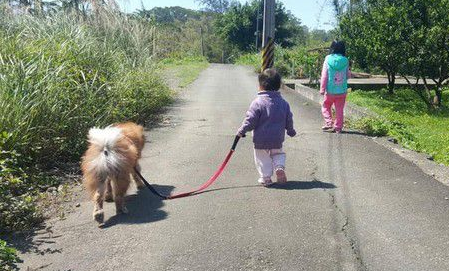 圆梦养鬆狮犬13年 向民众建议养米克斯是最好的 圆梦养鬆狮犬13年 向民众建议养米克斯是最好的