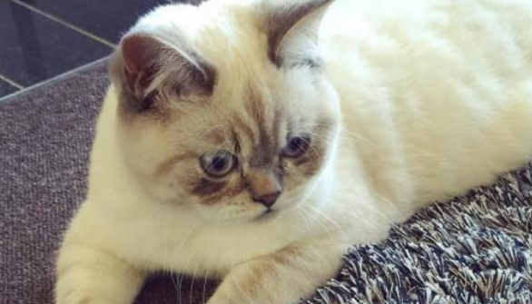 短毛猫从18楼坠落后奇迹生还，主人为救猫众筹药费