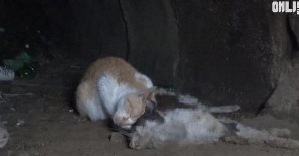 猫咪死守同伴尸体不走 磨蹭着想叫醒自己的同伴