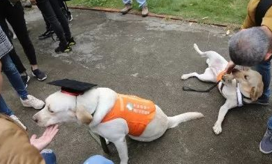 广州第一批导盲犬已上岗,以后地铁可见到狗狗!但不要围观乱摸拍照! 广州第一批导盲犬已上岗,以后地铁可见到狗狗!但不要围观乱摸拍照!