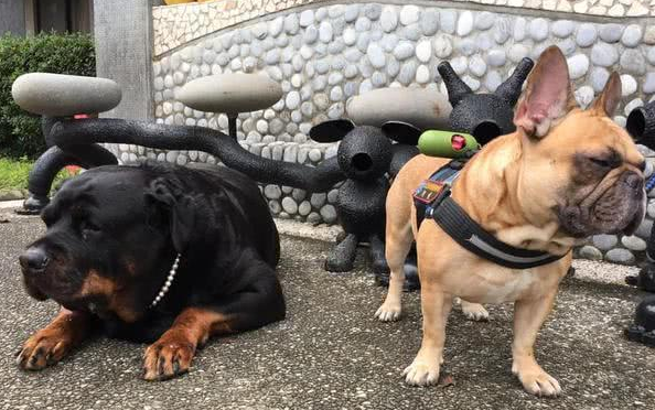 120斤罗威纳犬被法斗怒视，小狗却用一小表情答复，引来网民搞笑