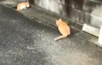两橘猫隔着水沟玩游戏 超有趣互动被全程录下
