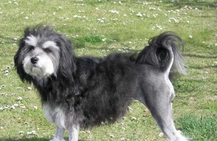 想知道罗秦犬怎么退烧?我来教你方法! 想知道罗秦犬怎么退烧?我来教你方法!