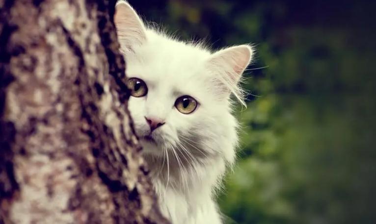 猫癣会有什么症状