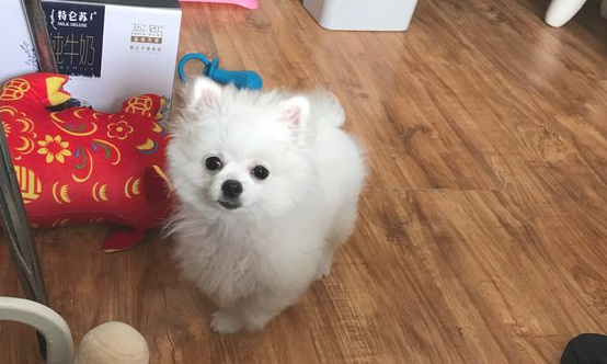 博美已经入睡,网民把它给抱起來玩,忽然感觉手上一热 博美已经入睡,网民把它给抱起來玩,忽然感觉手上一热