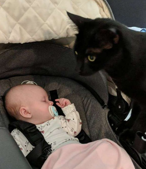 监视器里拍到史上最萌画面 黑猫时刻陪伴妹妹