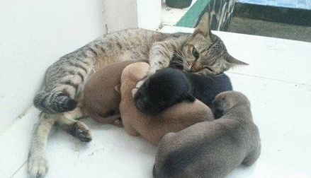 虎斑猫遭一群狗宝宝讨奶喝 猫咪一脸无奈因为是公的 虎斑猫遭一群狗宝宝讨奶喝 猫咪一脸无奈因为是公的