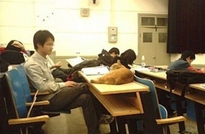 北大学猫与学子一起上哲学课 真是一只有文化的猫 北大学猫与学子一起上哲学课 真是一只有文化的猫