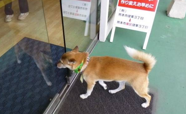 非常有爱 在自动门下狗狗也可以自由进出