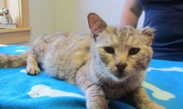 暴风雪失踪猫咪 19个月后自己回到家