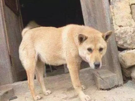 土狗伤痕累累跑回家,却還是被主人赶走...狗狗的反映令人心痛 土狗伤痕累累跑回家,却還是被主人赶走...狗狗的反映令人心痛