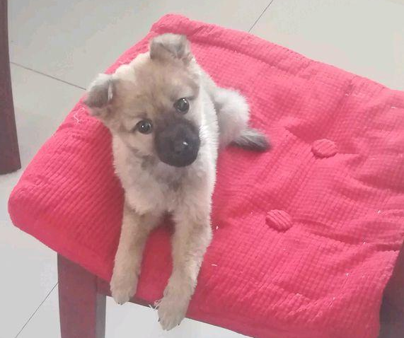 女生把流浪犬带回家后,一气之下又丢在楼底下,再见到它禁不住痛哭 女生把流浪犬带回家后,一气之下又丢在楼底下,再见到它禁不住痛哭