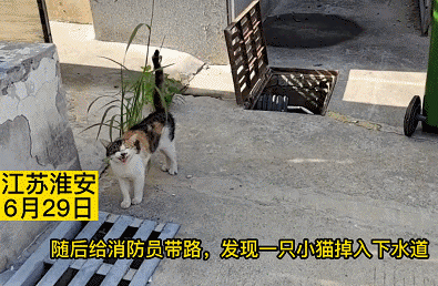 幼崽掉下水道被救起,猫妈反手就一个大逼斗…全世界的妈妈都一样 幼崽掉下水道被救起,猫妈反手就一个大逼斗…全世界的妈妈都一样
