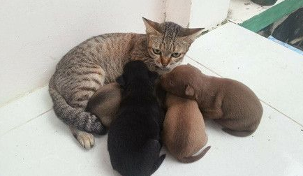 虎斑猫遭一群狗宝宝讨奶喝 猫咪一脸无奈因为是公的 虎斑猫遭一群狗宝宝讨奶喝 猫咪一脸无奈因为是公的