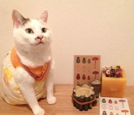 日本猫奴爱替主子穿衣打扮 其实背后是奴才满满的爱