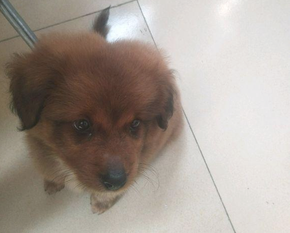 流浪犬被邻居丢在门口,它却不甘心离去,了解缘故女生心痛坏掉 流浪犬被邻居丢在门口,它却不甘心离去,了解缘故女生心痛坏掉