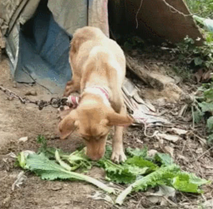 狗狗被拴在菜地看菜，现如今早已瘦骨嶙峋，见到吃菜一幕过路人辛酸