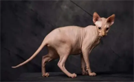 德文卷毛猫和斯芬克斯猫区别