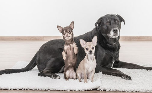小鹿犬“瑟瑟发抖”直哆嗦是生病了?并没有这么简单! 小鹿犬“瑟瑟发抖”直哆嗦是生病了?并没有这么简单!