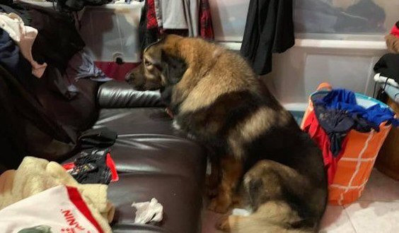 高加索汪帮小猫理毛 阿母:每只都跟淋雨一样! 高加索汪帮小猫理毛 阿母:每只都跟淋雨一样!