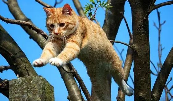 猫的身上有虱子应该怎么处理