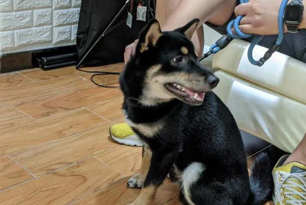 训犬师也被狗咬!柯基看似淡定自若,下秒把训犬师咬得鲜血淋漓 训犬师也被狗咬!柯基看似淡定自若,下秒把训犬师咬得鲜血淋漓
