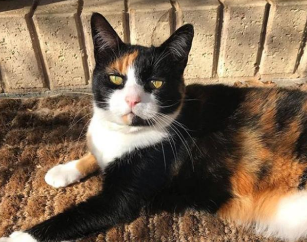 主人临终将猫托付给子女，猫却独自寻找了她十年，结局让人泪目