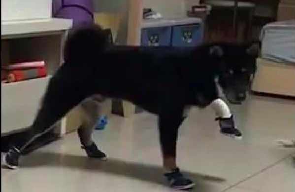 主人家忽然奇想给柴犬穿上鞋子，它大半天害怕动，还把脚抬得老高！